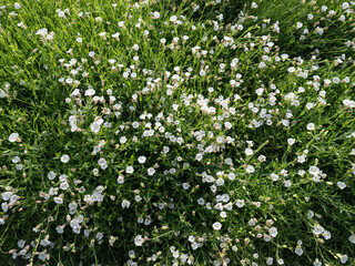 Dense patch of small white wildflowers blooming in green grass under daylight