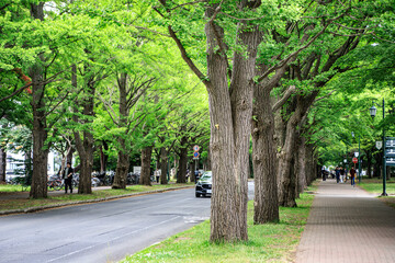 Tree-Lined Avenue on a Green University Campus, Hokkaido University, Japan