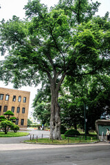 Majestic Tree by the Urban Pathway