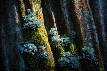 Closeup of Moss and Lichen on Tree Bark
