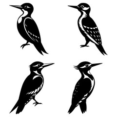Naklejka premium Four black and white woodpecker illustrations in various poses and different feather details seen here