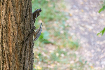 Close-up of eurasian jay or wood nuthatch perching on tree