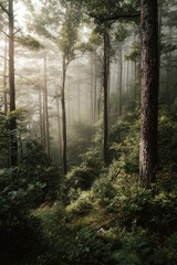 Naklejka premium breathtaking summer sunrise unfolds in misty forest where soft rays of sunlight pierce through trees