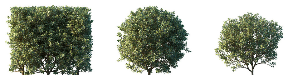 Set of Euonymus japonicus (evergreen spindle or Japanese spindle) frontal set street trees isolated...