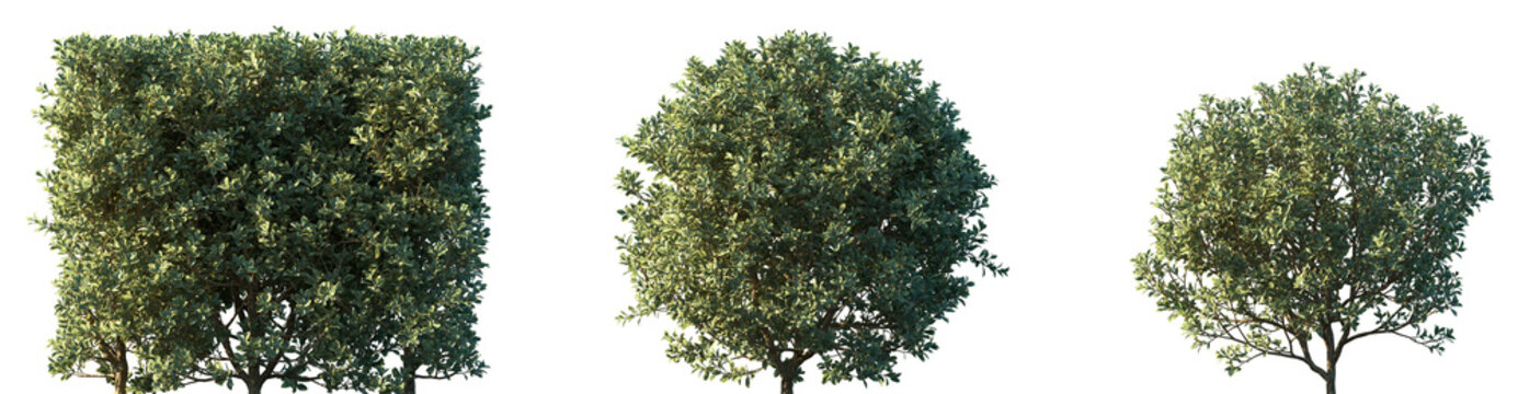 Set of Euonymus japonicus (evergreen spindle or Japanese spindle) frontal set street trees isolated png on a transparent background perfectly cutout