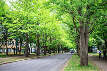 Obraz premium Tree-Lined Avenue on a Green University Campus, Hokkaido University, Japan