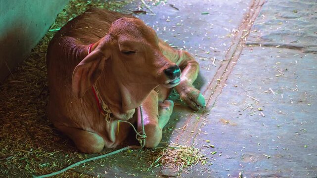 Calf Tied Near Temple &ndash; Peaceful Rural Scene