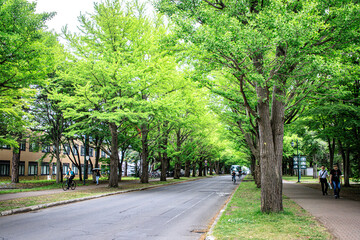 Tree-Lined Avenue on a Green University Campus, Hokkaido University, Japan