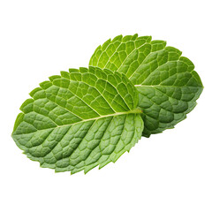 Obraz premium Close up of two fresh green mint leaves with detailed veins isolated on transparent background
