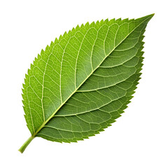 Obraz premium Detailed close up of a vibrant green leaf with prominent veins isolated on transparent background