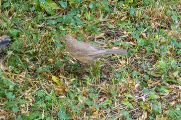 Common blackbird/Eurasian blackbird in green meadow