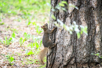 Wild Squirrel Climbing a Tree in a Natural Forest Setting

