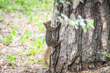 Wild Squirrel Climbing a Tree in a Natural Forest Setting

