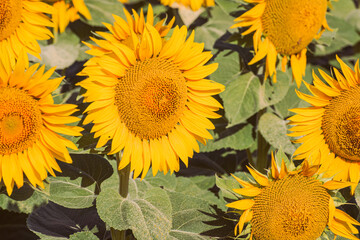 Fototapeta premium Close up of golden yellow sunflowers