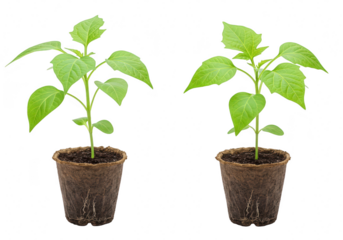 Two young green seedlings growing in peat pots, isolated on a transparent background