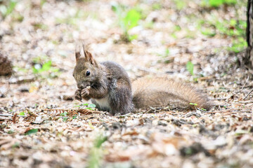 Cute Wild Squirrel Eating Nut on Forest Ground, Sapporo, Hokkaido, Japan