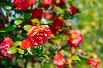 Closeup of a single flower of Camellia japonica Nagasaki in a garden in early spring