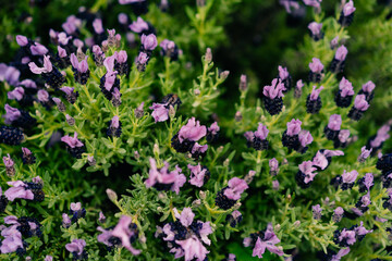 Wild flower, scientific name. Lavandula stoechas