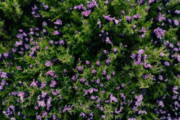 Wild flower, scientific name. Lavandula stoechas