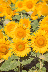 Close up of golden yellow sunflowers
