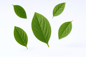 Fototapeta premium Fresh green leaves with detailed veins floating on white background for nature.