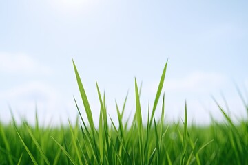 Obraz premium Fresh green grass blades growing under blue sky with soft clouds in nature scene.