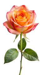 Beautiful peach rose with pink edges on transparent background