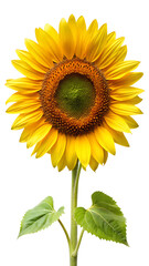 Fototapeta premium Bright Yellow Sunflower with Green Leaves on Transparent Background