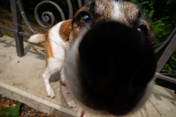 Curious Dog Sniffing Camera &ndash; Funny Close-Up of Dog Nose with Wide Angle Perspective