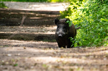 Wild Boar on Forest Path – Wildlife Photography of Sus scrofa in Natural Habitat
