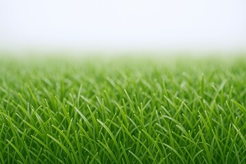 Fototapeta premium Lush green grass covering a vibrant outdoor lawn with fresh healthy blades.