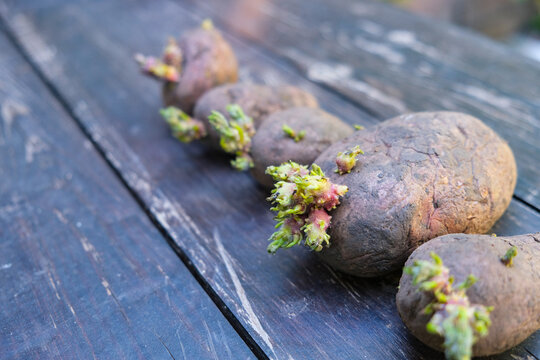 Potato seeds for planting. Tubers with young sprouts