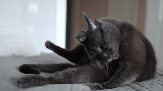 Gray cat cleaning itself on a blanket