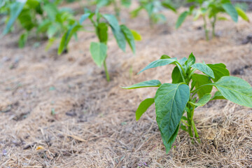 Mulching the topsoil on a vegetable bed with mowed grass from the lawn. production of biohumus organic fertilizer. Earth erosion.