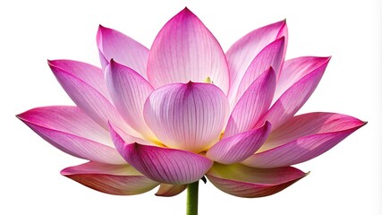 Stunning arrangement of Bird of Paradise flowers on a pristine white background