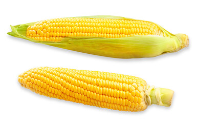 two fresh corn cobs isolated on transparent background.