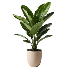 green plant in a pot