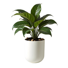 green plant in a pot