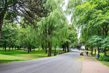 Fototapeta premium Lush Urban Park: Tranquil Green Space Beneath Tall Trees, Sapporo, Hokkaido, Japan