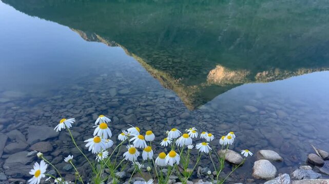 An enchanting close-up of daisies in the foreground, beautifully reflecting on still waters, with an impressive mountain peak in the background, capturing nature's peaceful essence, Skoljen Norway, tc
