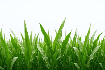 Obraz premium Fresh green grass blades growing in a lush field under bright sunlight on white background.