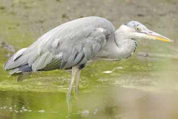 close-up gray heron in pond surrounded by bushes, close-up plumage of gray heron, close-up head of gray heron, yellow eyes, yellow beak, Ardea cinerea
