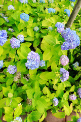 Vibrant Hydrangea Garden in Full Bloom, Sapporo, Hokkaido, Japan