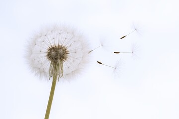 Close-up of a dandelion seed head with some seeds drifting away in a minimalist white background.