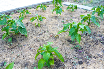 Mulching the topsoil on a vegetable bed with mowed grass from the lawn. production of biohumus...