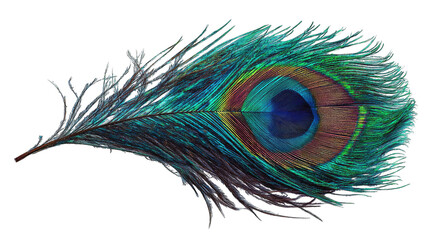 Vibrant peacock feather