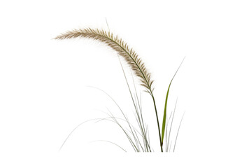Delicate pampas grass plume with green stems isolated on transparent background