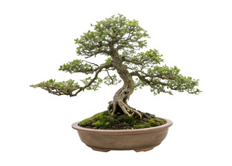 Twisted juniper bonsai tree with green foliage in a ceramic pot isolated on transparent background