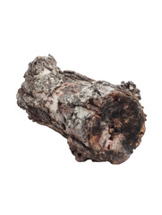 A single piece of petrified wood isolated on a black background with detailed texture visible