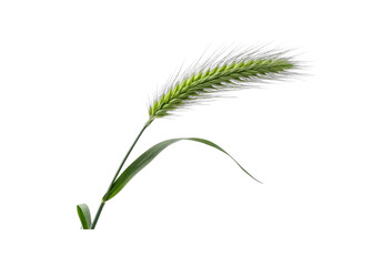 Single green barley ear with leaf isolated on transparent background